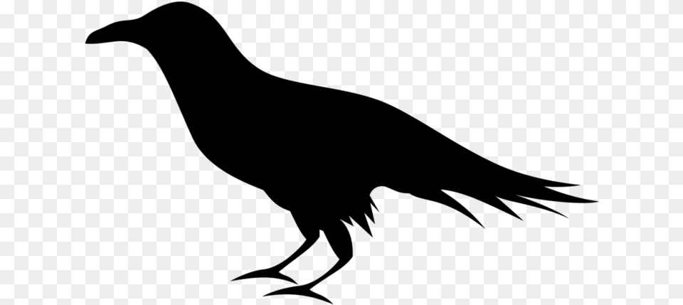 Raven Edgar Allan Poe, Gray Png Image