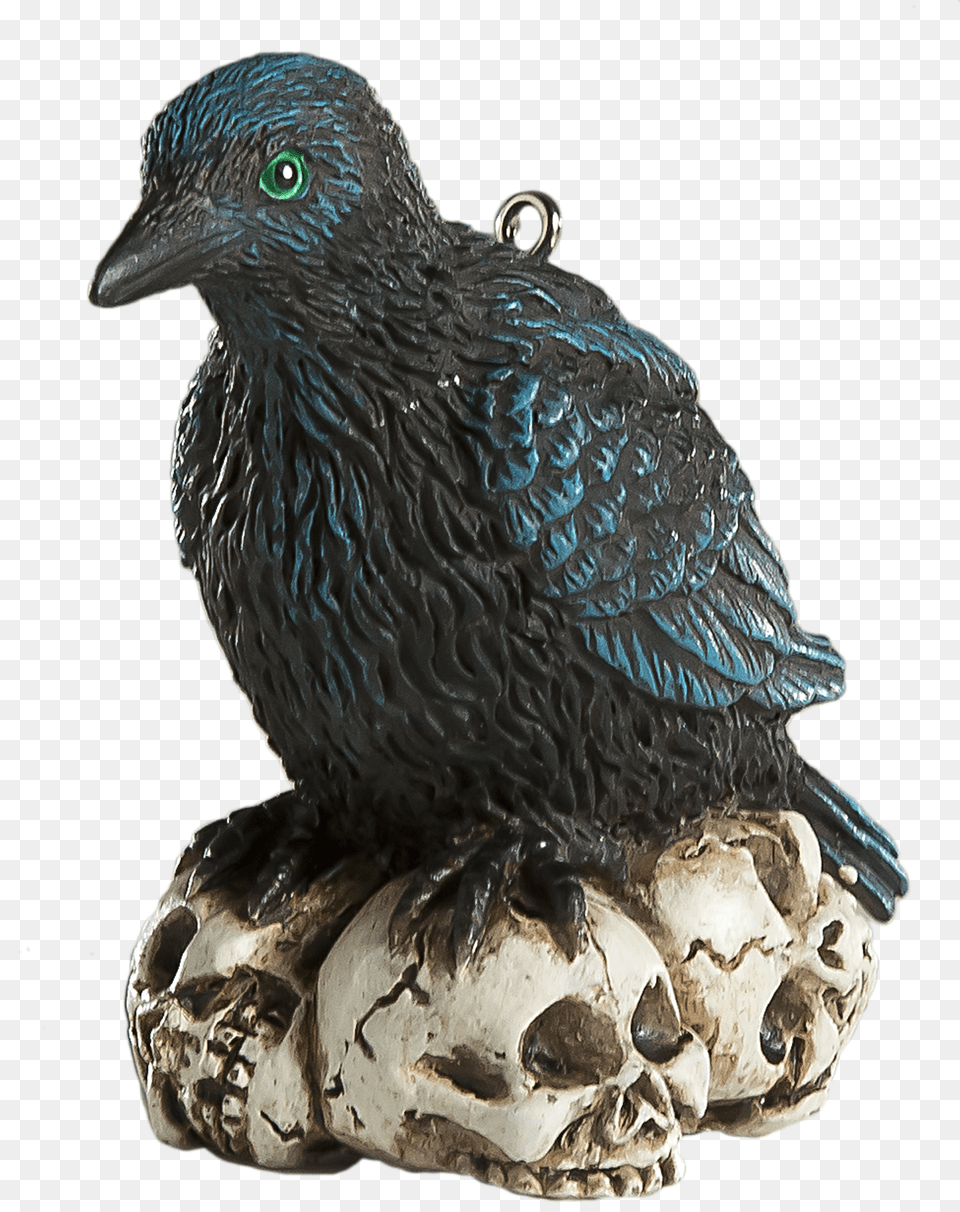 Raven Feather Free Transparent Png