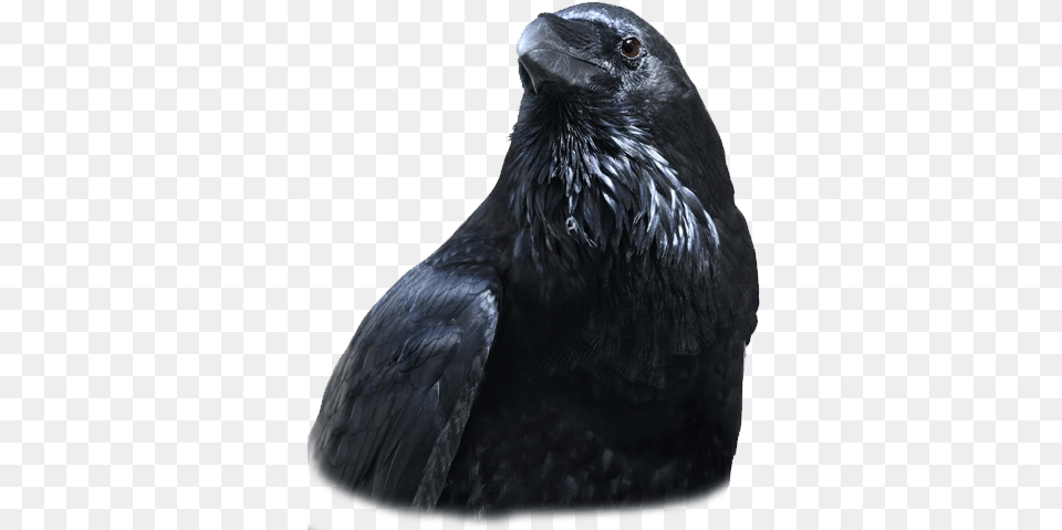 Raven Feather, Animal, Bird, Crow, Blackbird Png