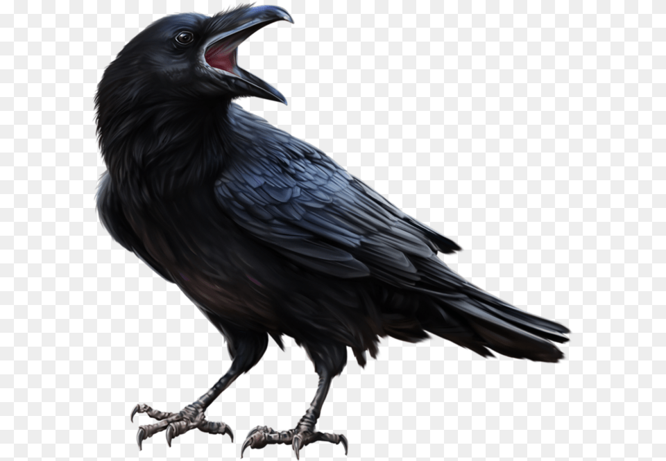 Raven Feather, Animal, Bird, Crow, Blackbird Free Transparent Png