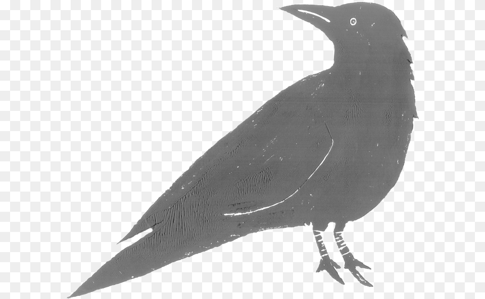 Raven Feather Download, Animal, Bird, Blackbird, Fish Free Transparent Png