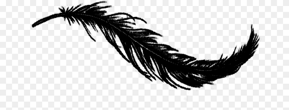 Raven Feather Feather Black And White, Gray Free Png