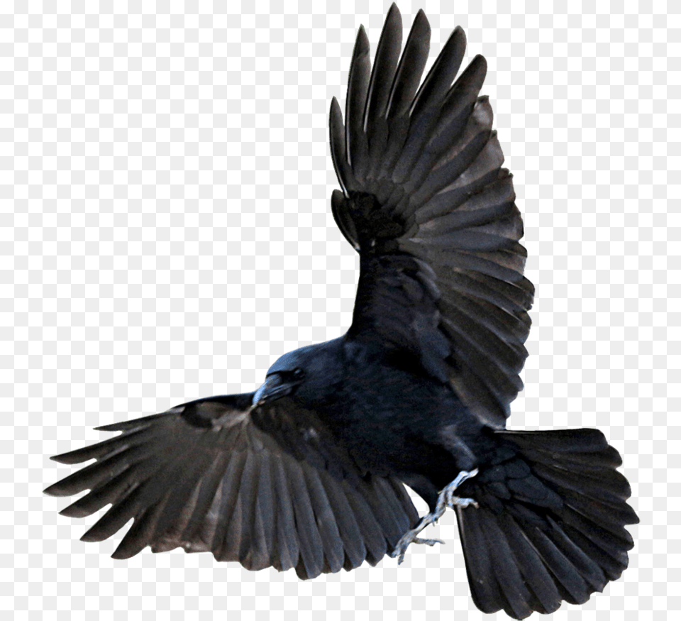 Raven Flying Crow, Animal, Bird, Blackbird Free Transparent Png