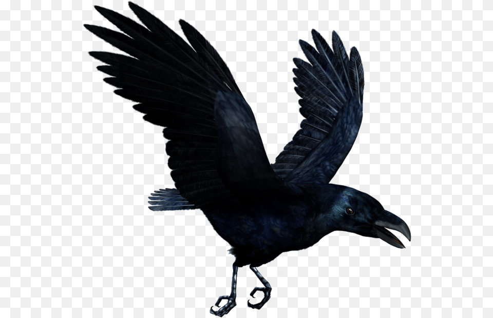 Raven Flying Hd Flying Raven Transparent, Animal, Bird, Blackbird, Crow Png