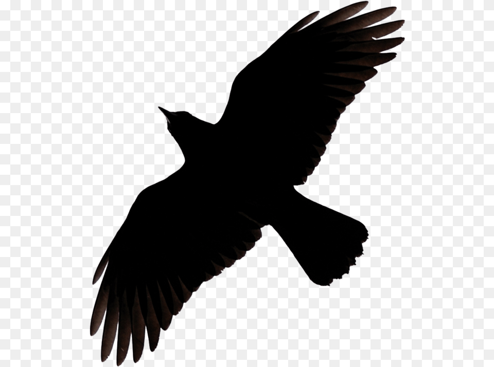 Raven Flying Image Flying Raven Clipart, Animal, Bird, Blackbird, Person Free Png