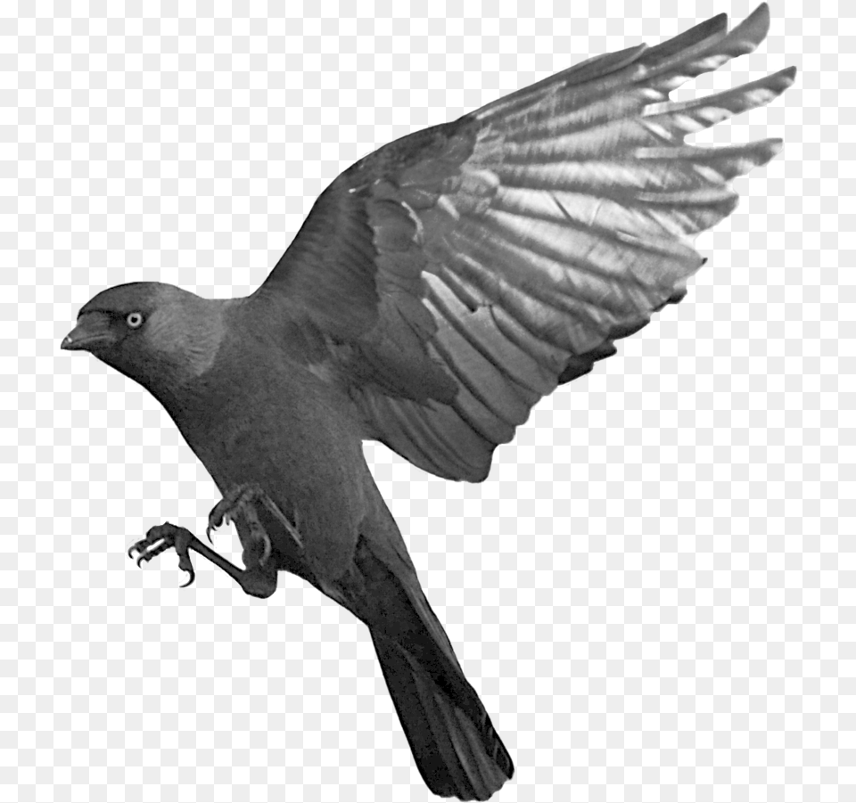 Raven Flying Raven, Animal, Bird, Blackbird, Crow Free Transparent Png