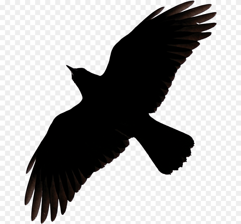 Raven Flying Raven Clipart, Animal, Bird, Blackbird, Person Free Transparent Png