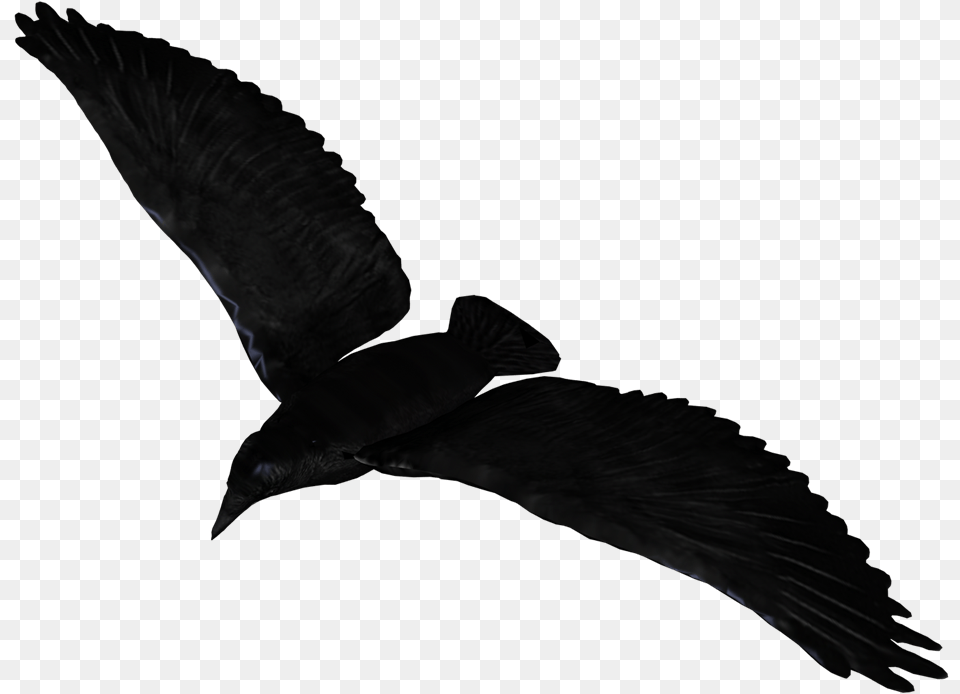 Raven Flying Raven Flying Transparent Background, Animal, Bird, Blackbird, Crow Free Png Download
