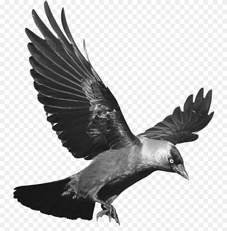 Raven Flying Transparent Background Transparent Background Crow Clipart, Animal, Bird, Beak, Blackbird Png Image