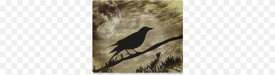 Raven Gold Canvas Canvas Print Stock Photography, Animal, Bird, Blackbird Free Transparent Png