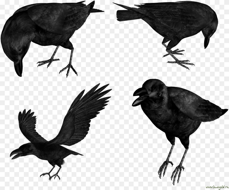 Raven In Flight, Animal, Bird, Blackbird Free Transparent Png
