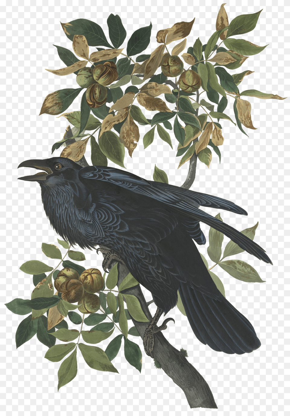 Raven John James Audubon Illustrations, Animal, Bird, Blackbird, Leaf Free Transparent Png