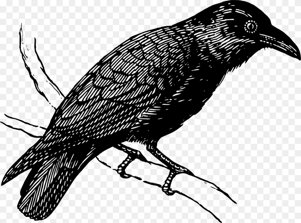 Raven On A Branch, Gray Png Image
