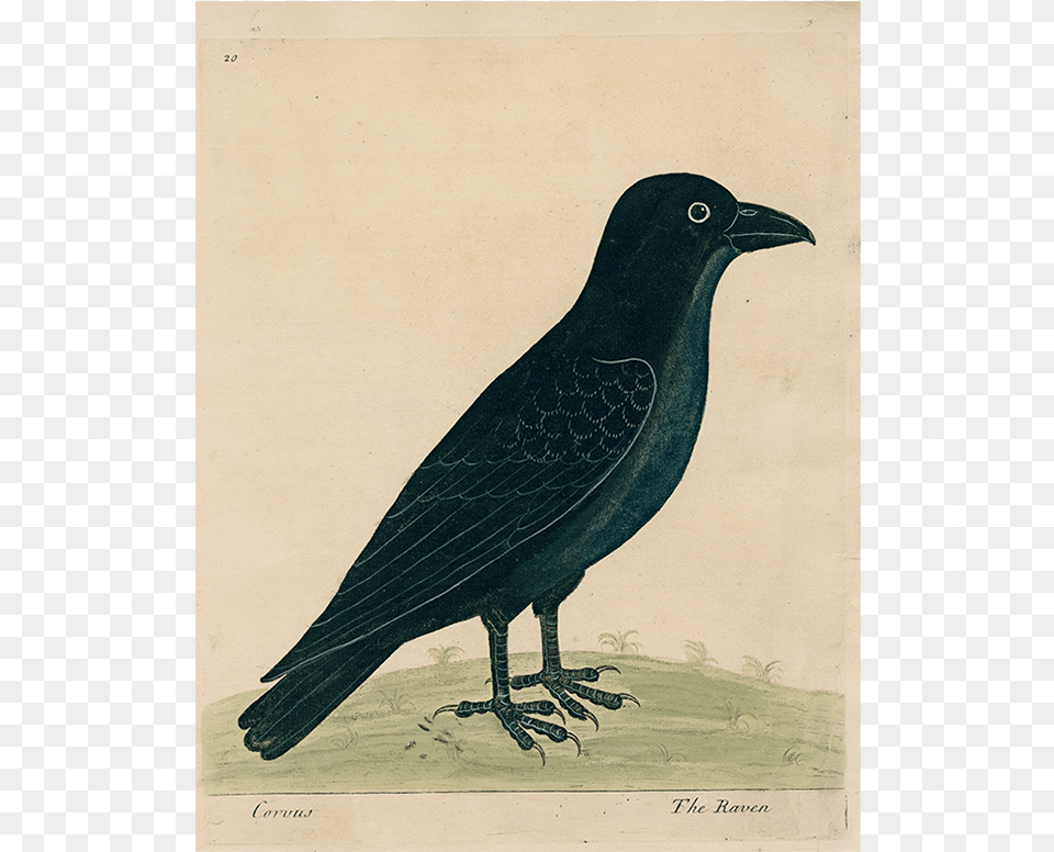 Raven P 229 John Derian Company Inc Quoth The Raven Quotnevermorequot, Animal, Bird, Blackbird, Crow Free Transparent Png