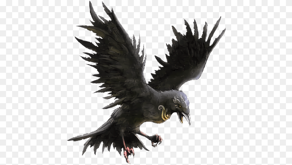 Raven Raven Clipart, Animal, Bird, Blackbird, Vulture Png
