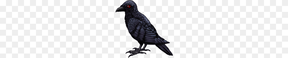 Raven Raven Images, Animal, Bird, Blackbird, Beak Png