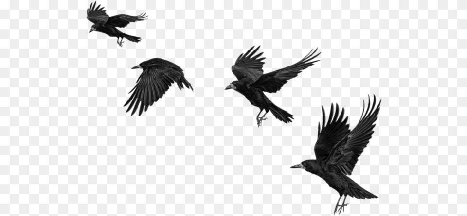 Raven Ravens Birds Bird Crow Crows Fly Blackbirds Crow For Picsart, Animal, Flying, Blackbird Png