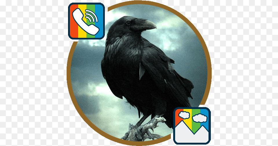 Raven Ringtones And Wallpapers U2013 Apps On Google Play Crow Wallpaper Hd, Animal, Bird, Beak, Blackbird Png
