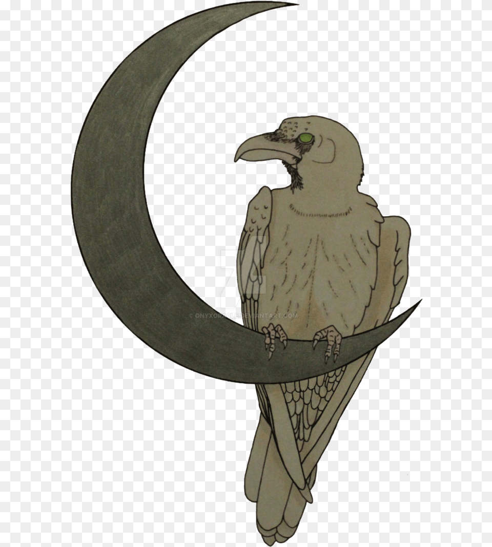 Raven S Moon White, Animal, Bird, Vulture, Beak Png Image