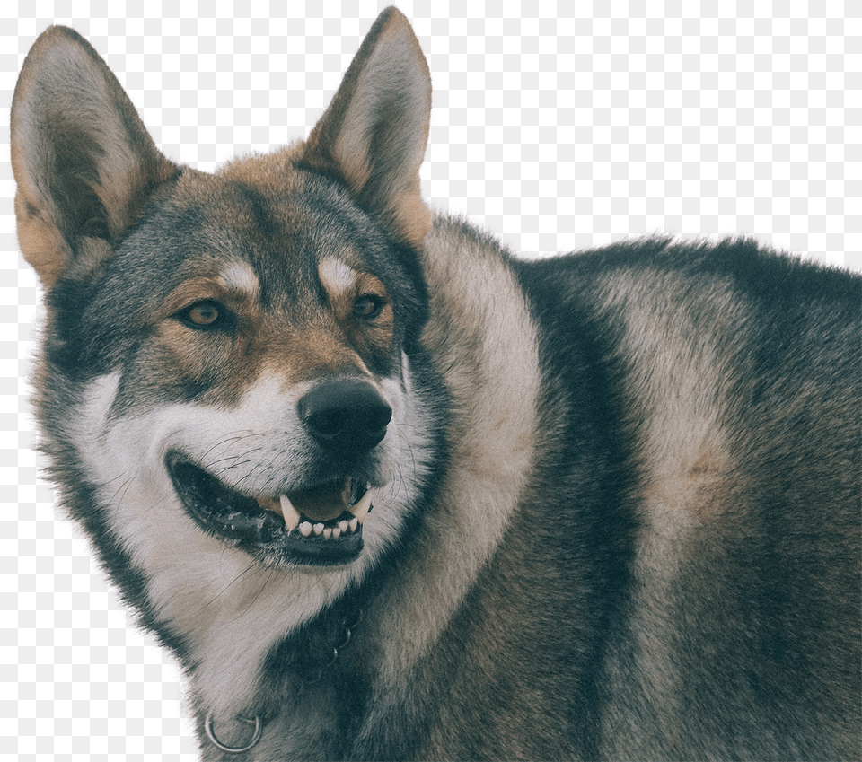 Raven Saarloos Wolfdog, Animal, Canine, Dog, Husky Free Transparent Png