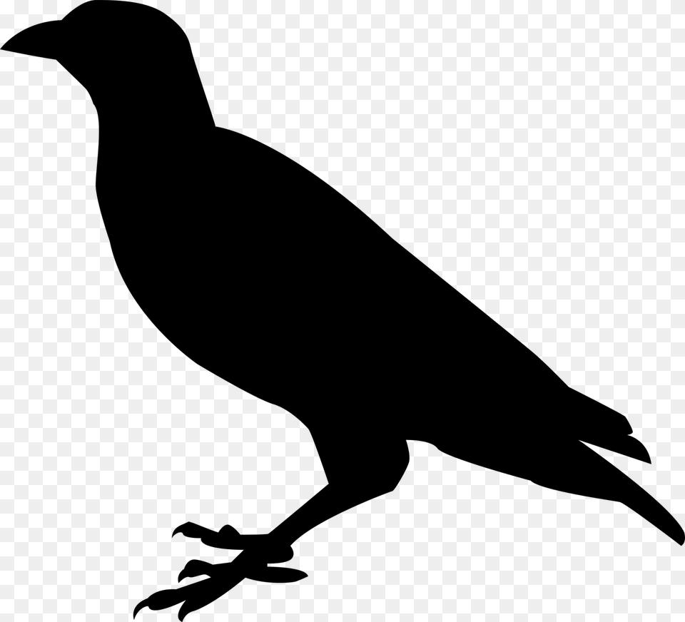 Raven Silhouette, Gray Free Transparent Png