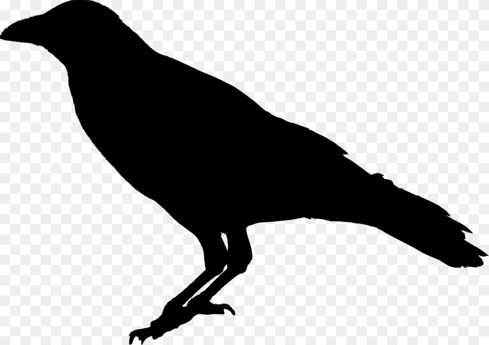 Raven Silhouette Crow Background, Gray Free Png