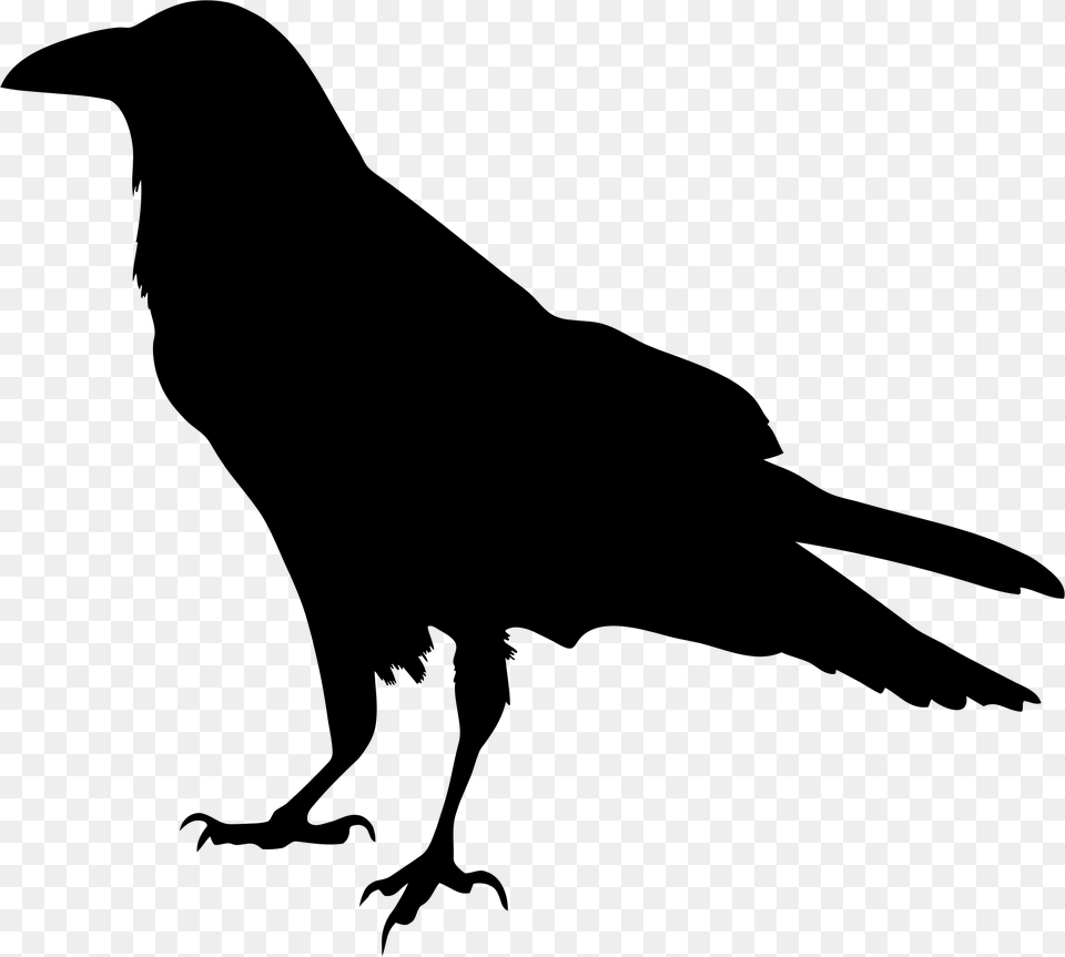 Raven Silhouette Vector Art, Gray Free Png Download