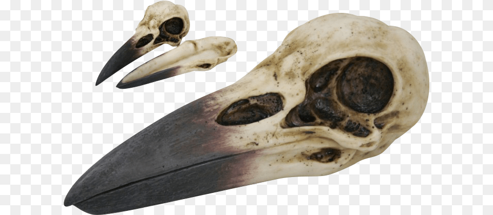 Raven Skull Trinket Box Raven Skull, Animal, Beak, Bird, Electronics Free Png