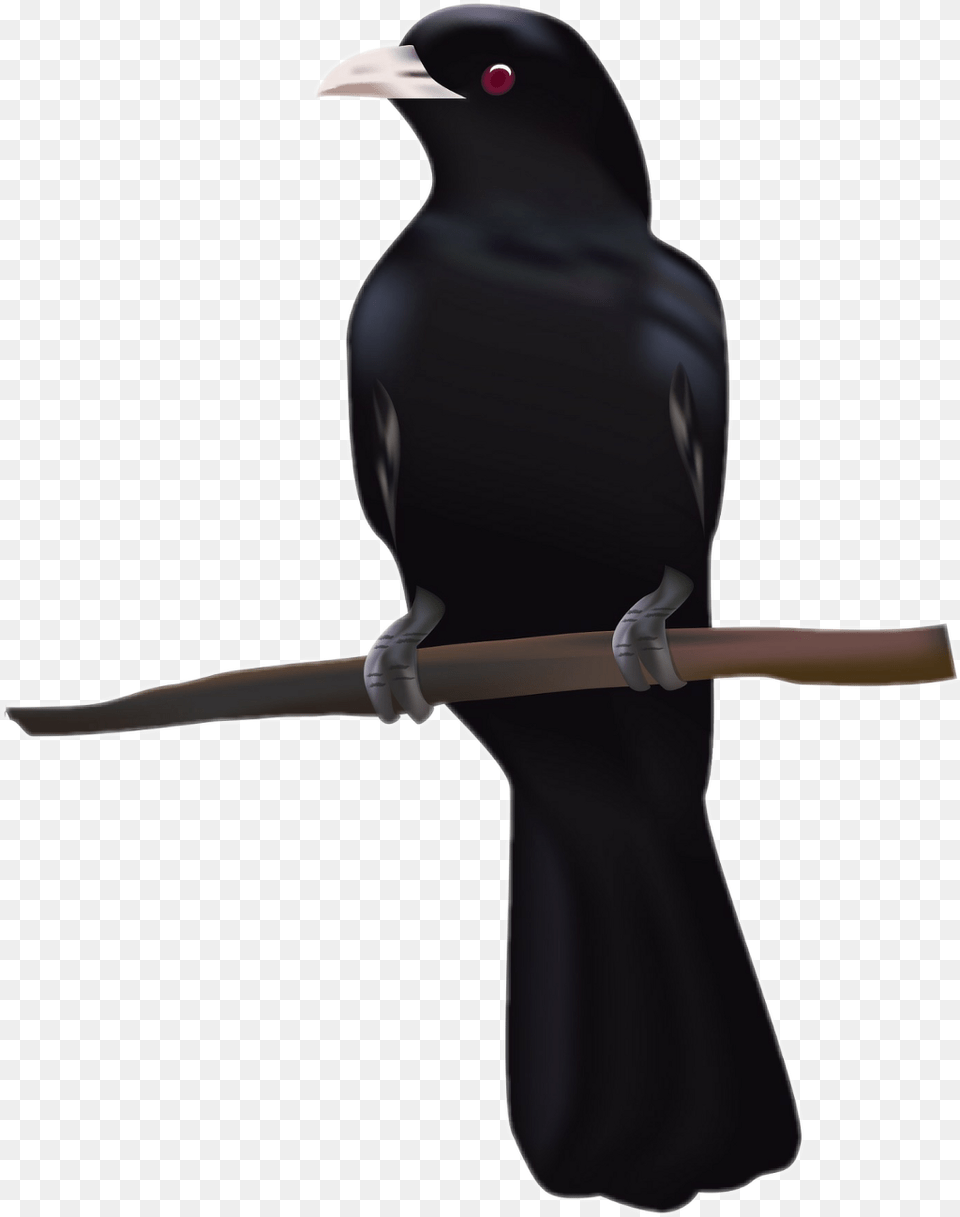 Raven Sticker Cuckoo, Animal, Bird, Blackbird, Beak Free Png