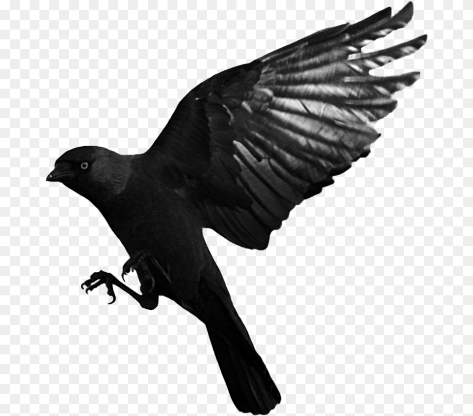 Raven Transparent, Animal, Bird, Blackbird, Crow Free Png Download