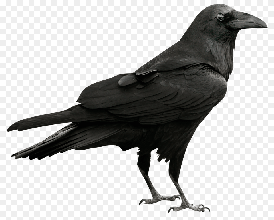 Raven Transparent, Animal, Bird, Crow, Blackbird Png Image