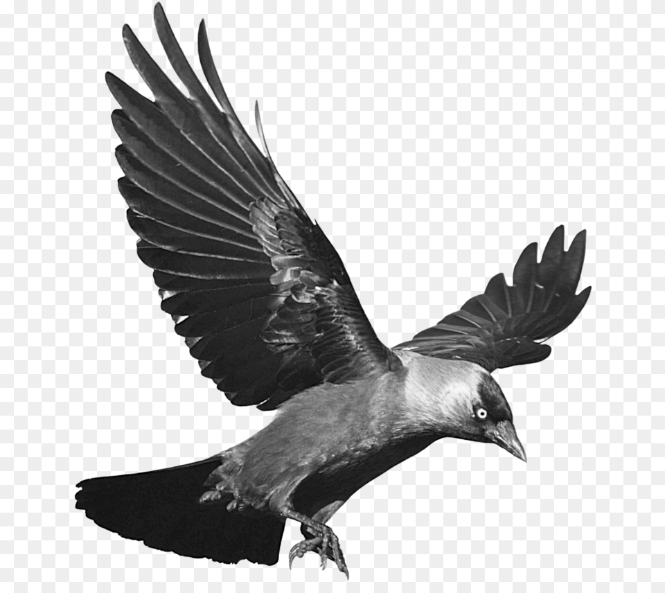 Raven Transparent Background, Animal, Bird, Flying, Blackbird Png Image