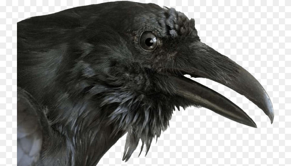 Raven Images Mart Raven Bird Head, Animal, Beak, Crow Free Transparent Png