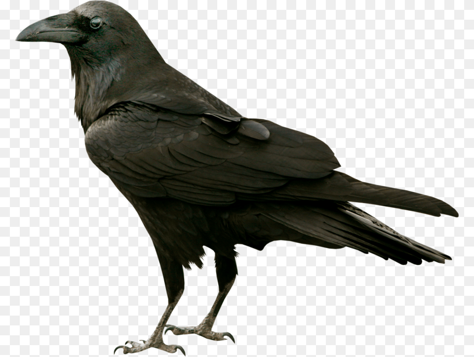 Raven Transparent Raven Bird No Background, Animal, Blackbird, Crow Png