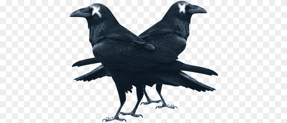 Raven Updated, Animal, Bird, Blackbird, Crow Free Png Download