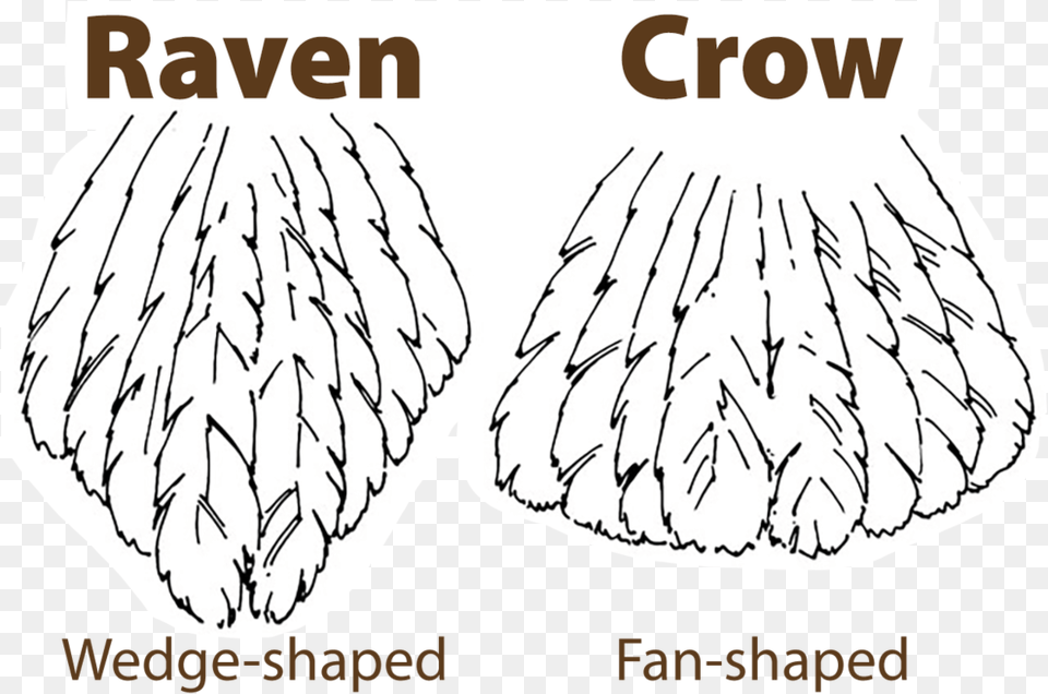 Raven Vs Crow Tail Tell Crows And Ravens Apart, Animal, Clam, Food, Seashell Free Png