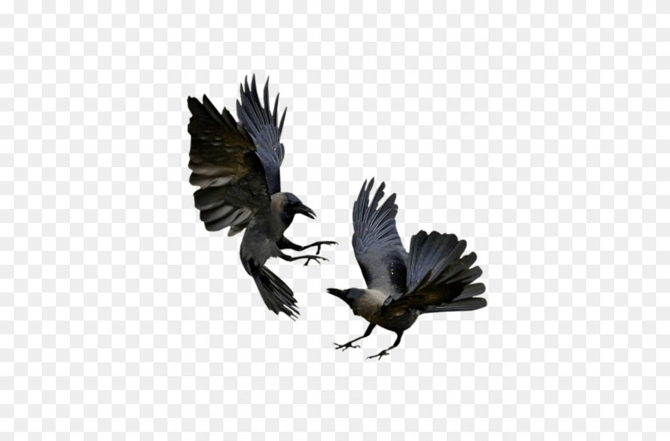 Raven Wings Six Of Crows Bilder Crow Flying, Animal, Bird, Blackbird Png