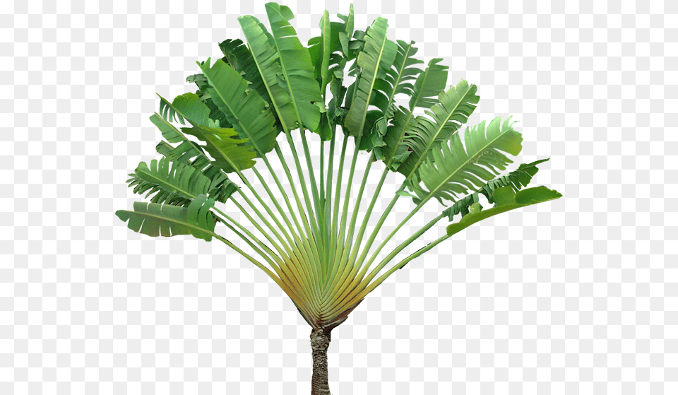 Ravenala, Leaf, Palm Tree, Plant, Tree Free Png