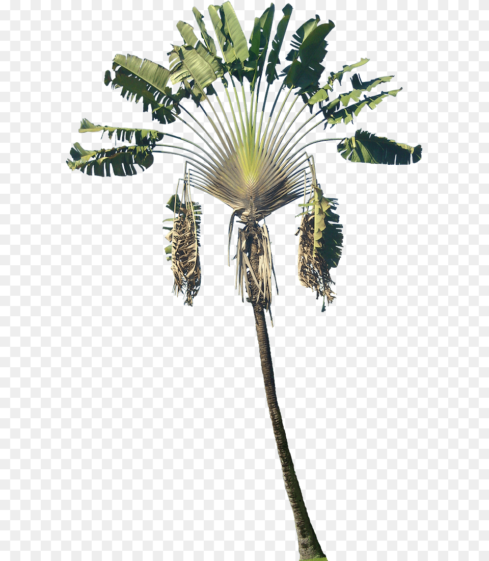 Ravenala Madagascariensis Wood, Leaf, Palm Tree, Plant, Tree Free Transparent Png