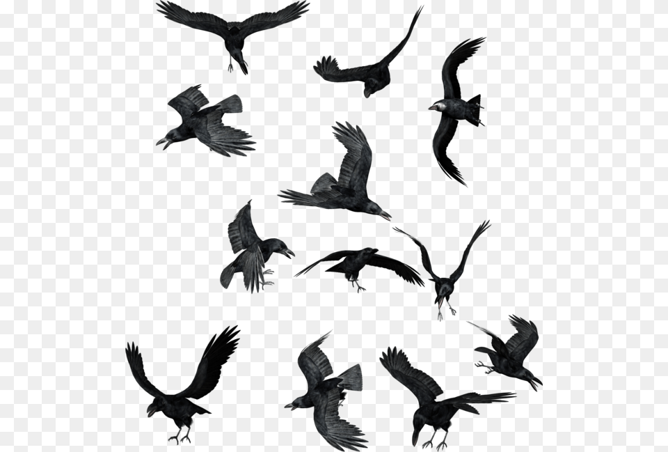 Ravens, Animal, Bird, Flying, Blackbird Free Png Download