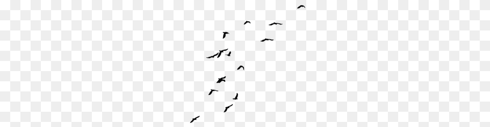 Ravens Explore Ravens Png