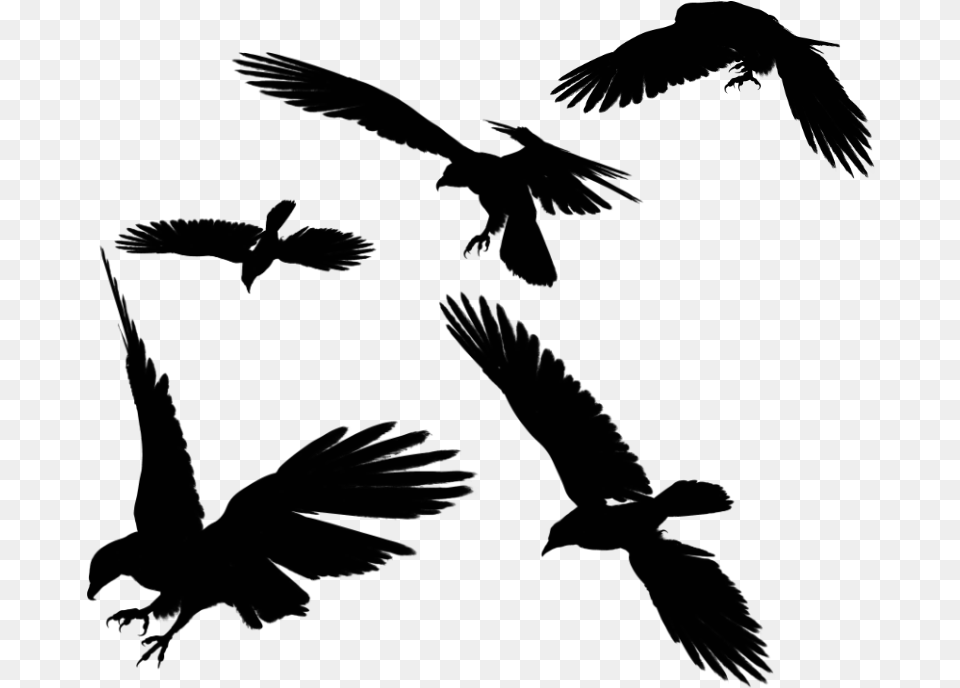 Ravens Flying Transparent Background, Gray Png