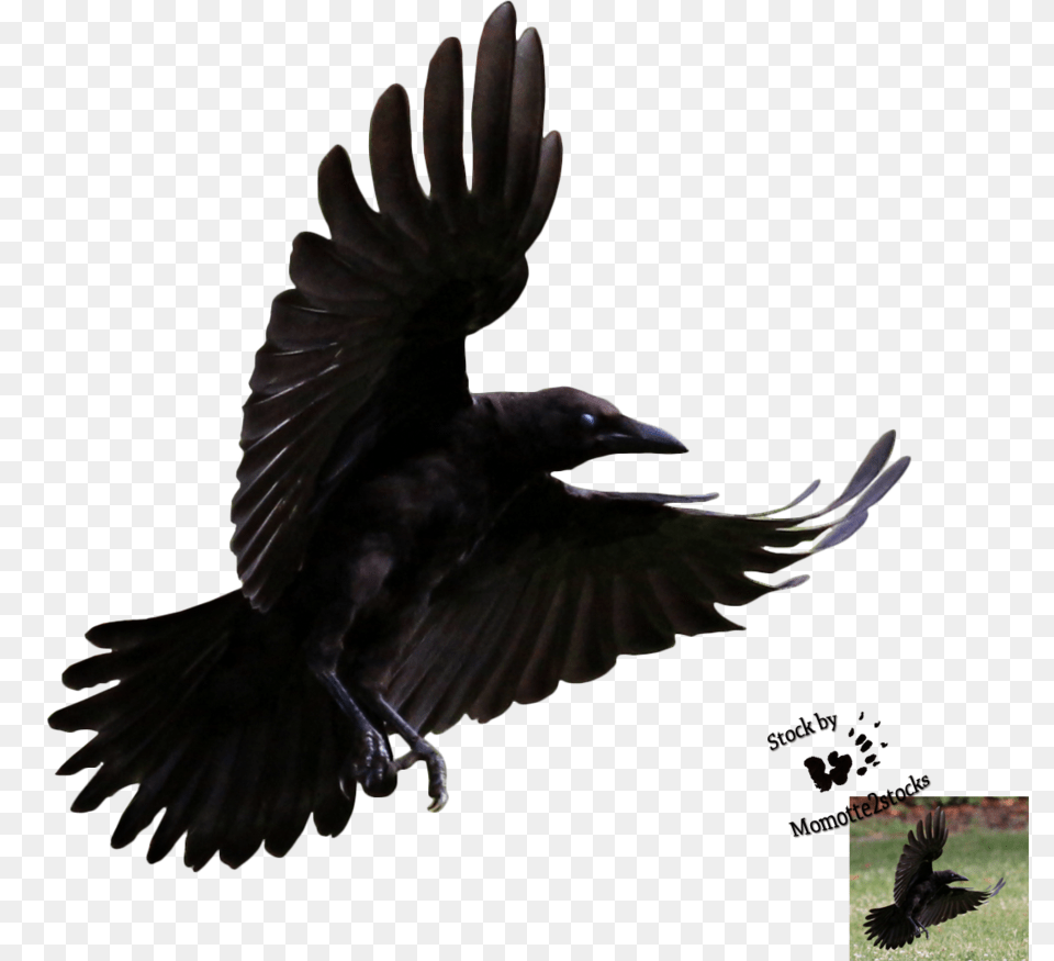 Ravens In Crow Raven, Animal, Bird, Blackbird Png