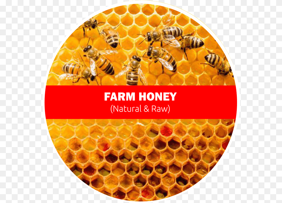 Raw Farm Honey Bees Work Together To Make A Honeycomb, Animal, Bee, Honey Bee, Insect Free Png