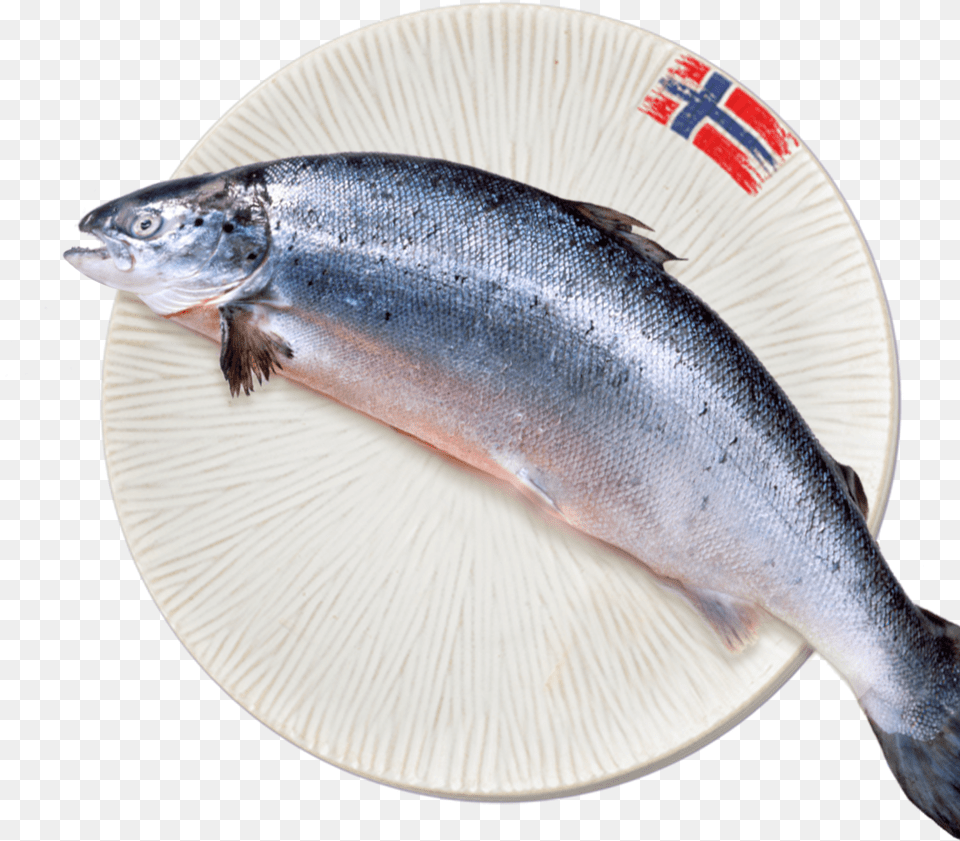 Raw Fish On Plate, Animal, Coho, Sea Life, Herring Png Image