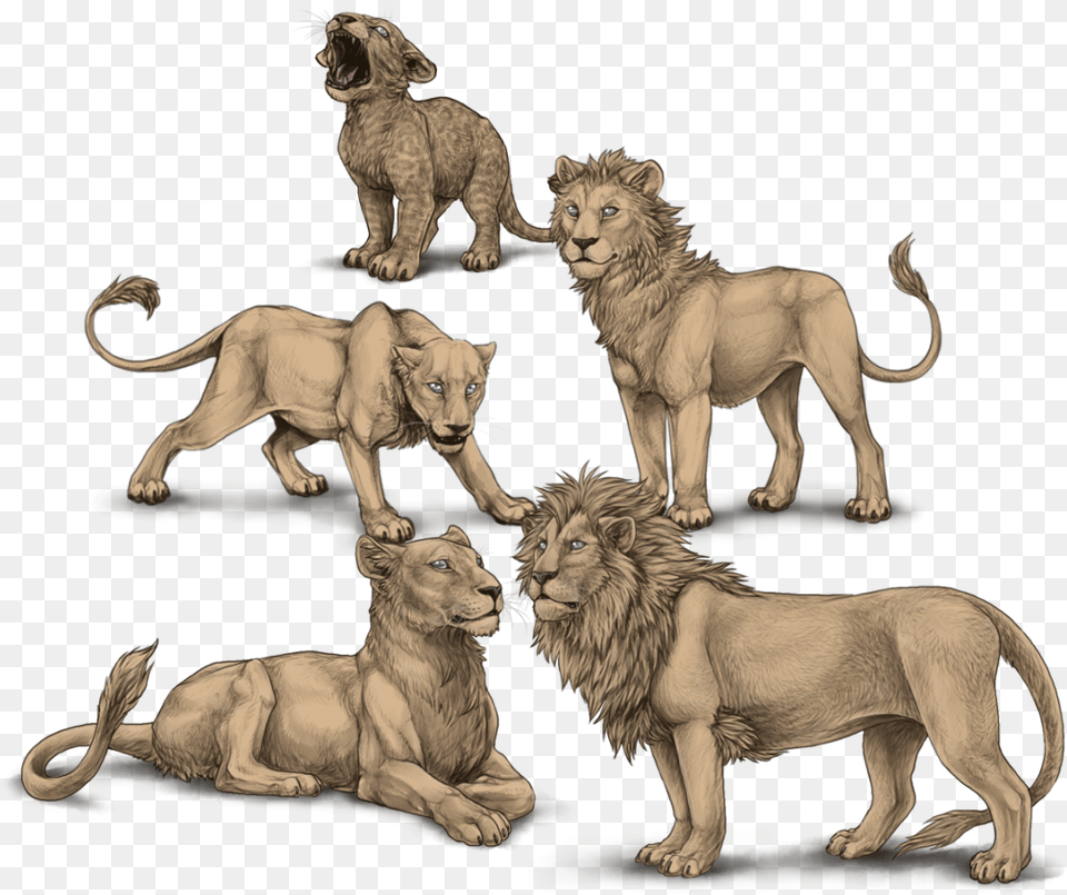 Rawr Two Heads Lioden, Animal, Lion, Mammal, Wildlife Png Image