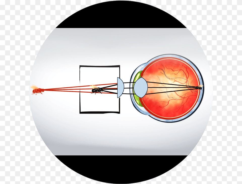 Ray Diagram Of Vr Headset, Sphere, Disk Free Png Download