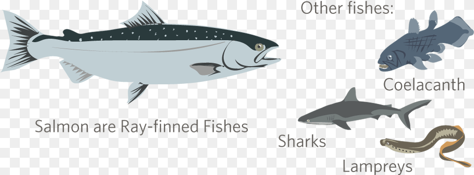 Ray Finned Fish And Shark, Animal, Coho, Sea Life, Reptile Png