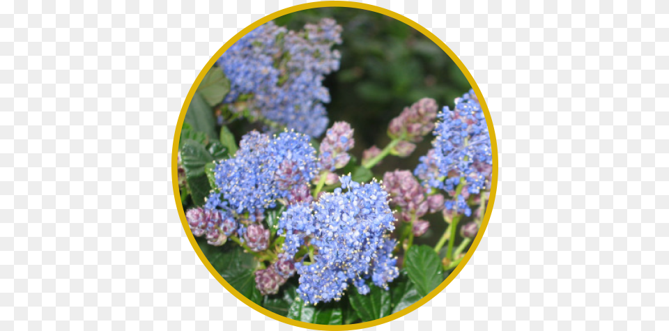 Ray Hartman39s California Lilac Ceanothus 39ray Hartman39 Alpine Forget Me Not, Flower, Plant Png