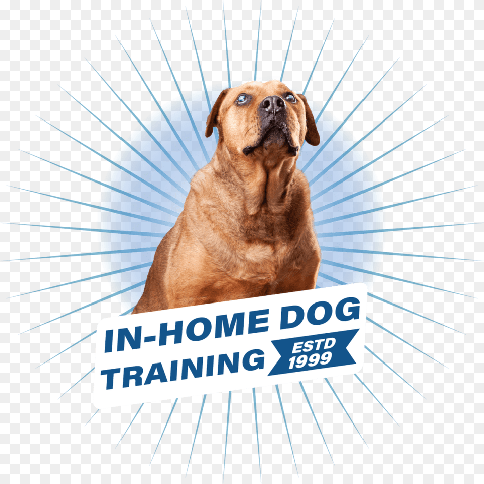 Ray Looking Forward With The In Home Dog Training Text, Animal, Canine, Mammal, Pet Png